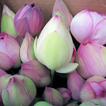 Cut lotuses flowers