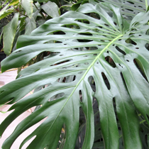 Cut leaves