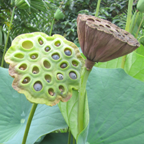Dry receptacles or seedpods-lotuses