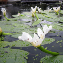 Submerged plants water lily-like plants