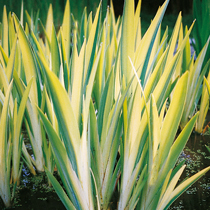 Marsh, marginal or bog plants