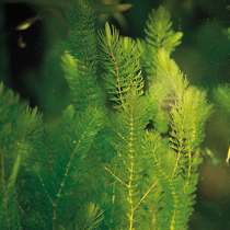 Oxygenating plants