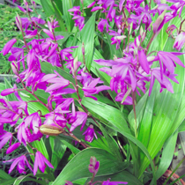 Moisture-loving plants