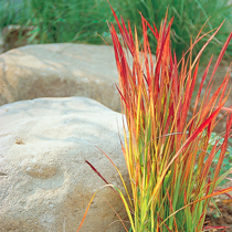 Grasses