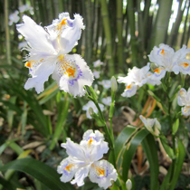 Erbaceous plants
