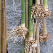 Canne di bambù per Shakuhachi