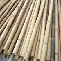 Canne di bambù standard secche