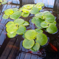 Floating plants