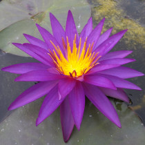 ISG Waterlilies - Intersubgeneric purple/blu hardy water-lilies