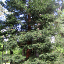 Moist soil trees