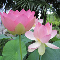 Large lotuses - Nelumbo genus