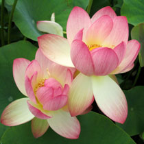 Medium Lotuses - (Nelumbo)