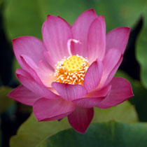 Dwarf lotuses - (Nelumbo)