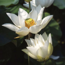 Small lotuses - (Nelumbo)