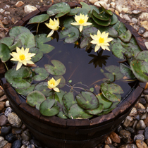 Hardy Dwarf Water lilies - Nymphaea