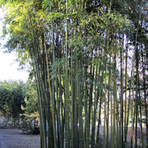 Big bamboos