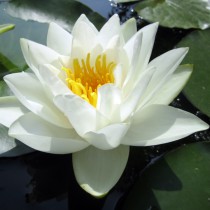 Hardy Large Water lilies - (Genus Nymphaea)