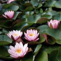 Hardy medium water lilies - (Genus Nymphaea)