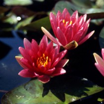 Hardy small Water lilies 