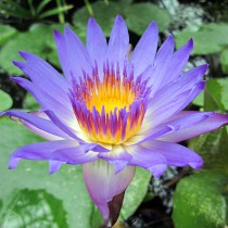 Tropical water lilies - (Genus Nymphaea)