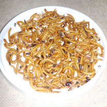Flour worms