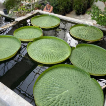 Giant Nymphaeaceae  (Genere Victoria ed Euryale)