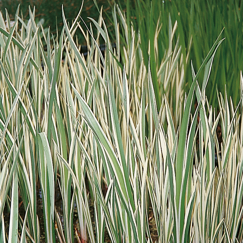 Acorus calamus Variegata - Variegated sweet flag - Acquista online su  Vivaibamb Store