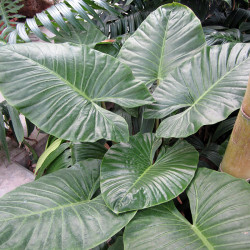 Alocasia brisbanensis - Spoon lily