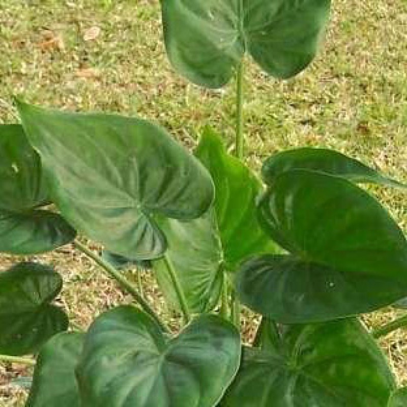 peace lily plant flower A New Leaf Peace Lily