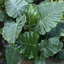 Alocasia portodora - Orecchia d'elefante 