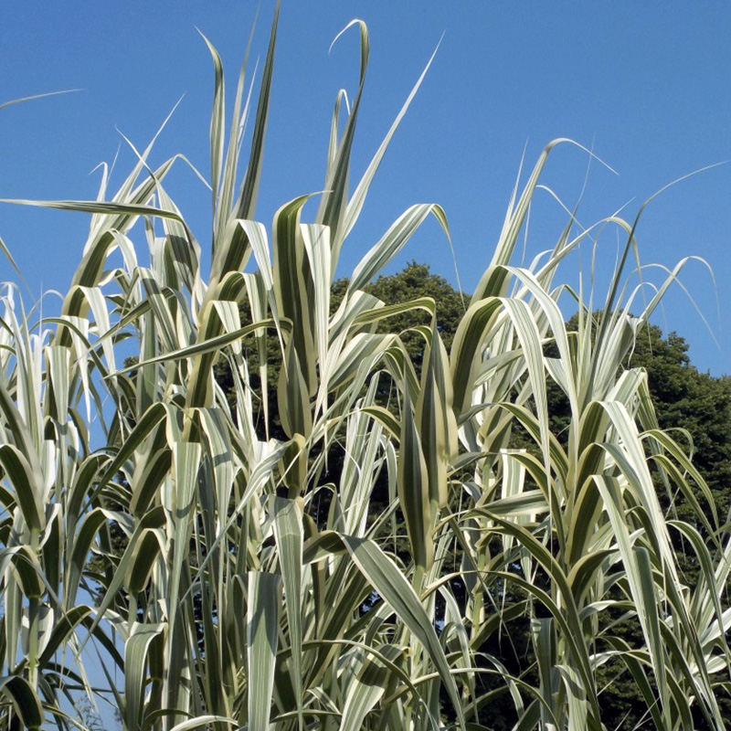 Arundo donax Variegata - Variegated reed - Acquista online su ...