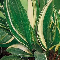 Aspidistra elatior Variegata - Variegated iron plant