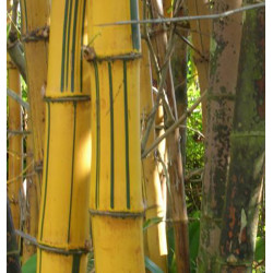 Bambusa vulgaris Vittata (Striata) - Bambù giallo tropicale