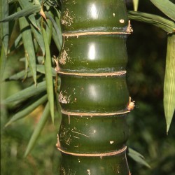 Bambusa vulgaris Wamin. Bambù pancia di Buddha, gigante