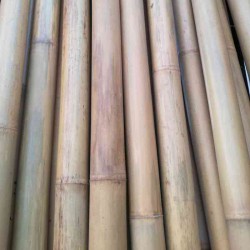 Canna bambù del Tonchino 2° scelta - ø 45-50 mm-300 cm