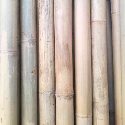 Canna bambù del Tonchino  2° scelta - ø 50-55 mm-L.300 cm