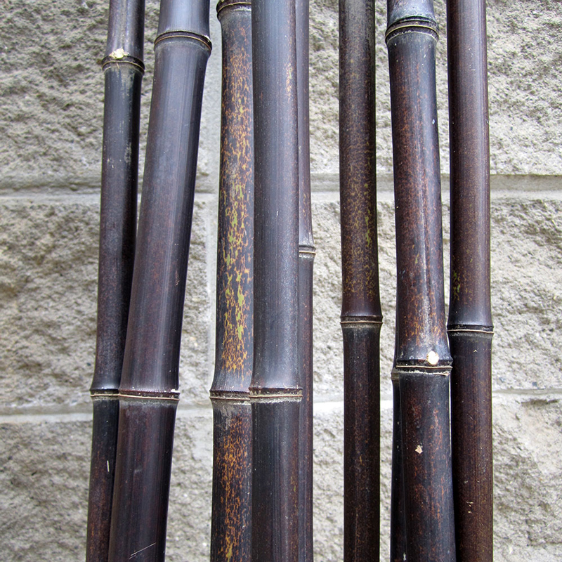 Canna Di Bambù Wulung Naturale 200 Cm - Diametro 5-6 Cm, Colore Nero/Marrone - Trattata Con Sali Borici, Per Costruzioni E Arredo