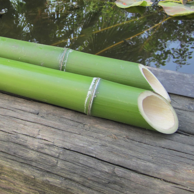 Decorazioni Per Acquari Con Piante, Felce Acquatica E Cresca Di