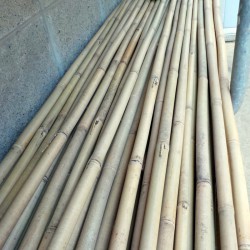 Canna bambù del Tonchino - ø 20-25 mm - L. 300 cm