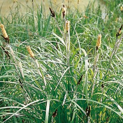 Carex elata - Carice palustre