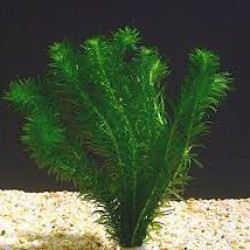 Lemna trisulca - Submerged duckweed