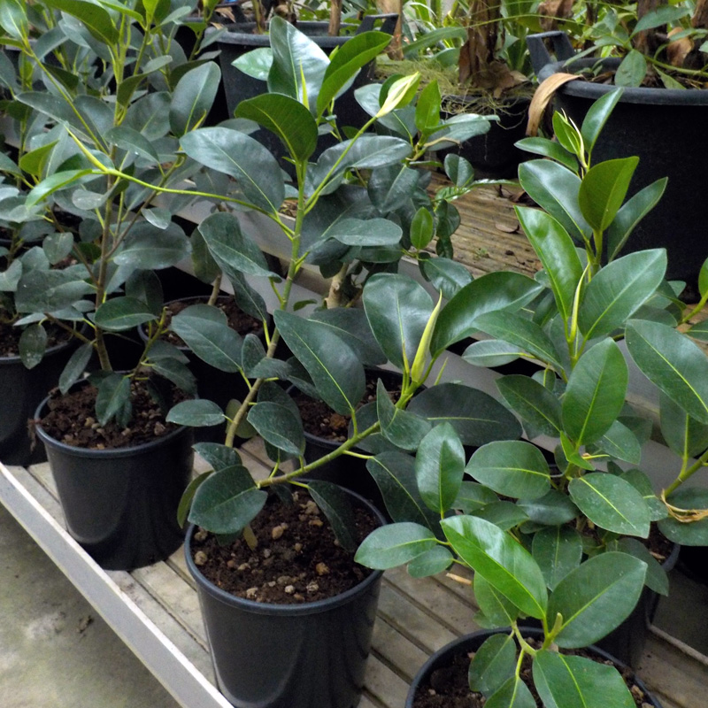 Exotenherz Fico Betulla (Ficus Anastasia) In Vaso 12 Cm, Pianta Da Interno Verde, Purificante E Facile Da Curare