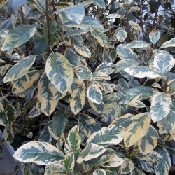 Ficus rubiginoides Variegata 