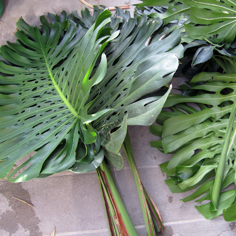 Foglie Monstera deliciosa - Acquista online su Vivaibamb Store