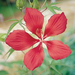 Hibiscus coccineus - Ibisco rosso 