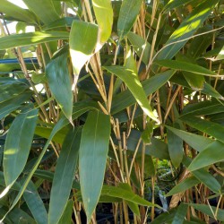 Sasa latifolia