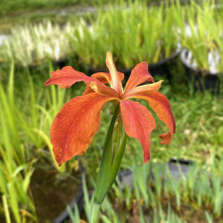 Iris fulva