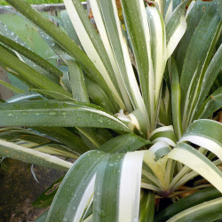 Iris japonica Variegata - Evergreen japanese variegated iris 