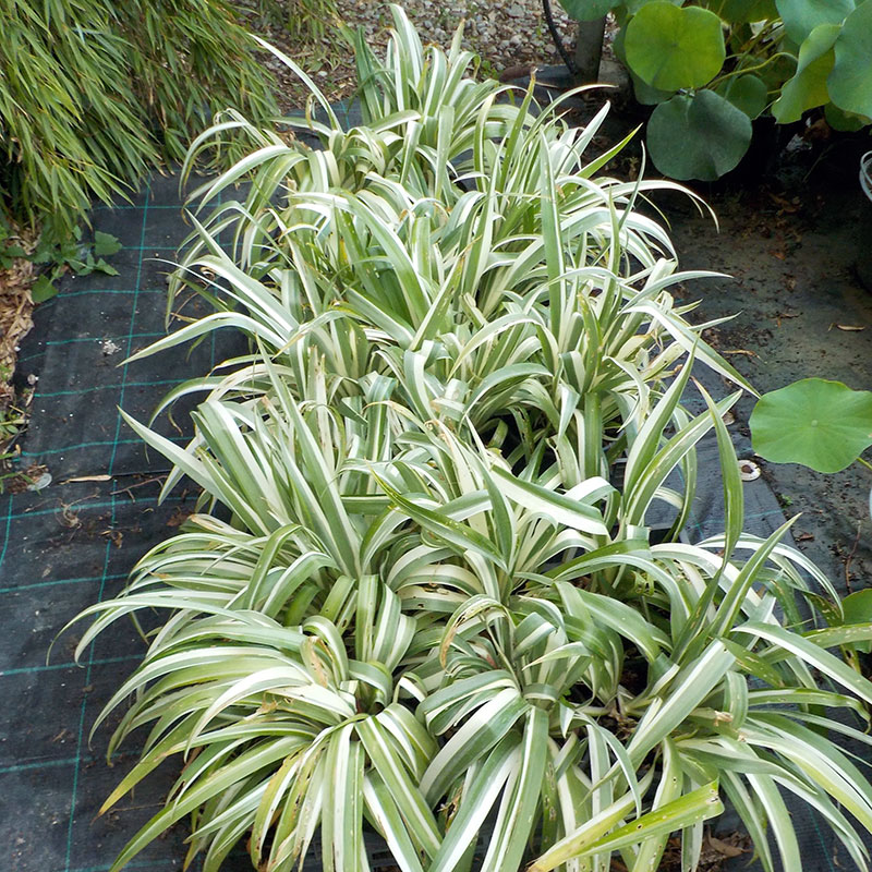 künstliche palme wie echt Künstliche Palme 100 cm wie echt Kunstpalme – arnusa main image 0