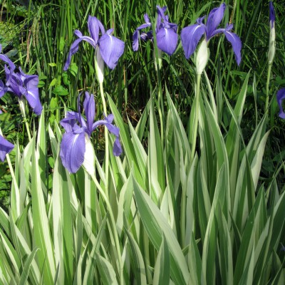 Iris laevigata Variegata - Japanese variegated iris Iris laevigata Variegata - Japanese variegated iris